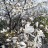 Магнолия кобус, Magnolia kobus - Магнолия кобус, Magnolia kobus, цветущее растение
